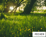 PECKER anagram