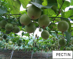 PECTIN anagram