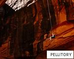 PELLITORY anagram
