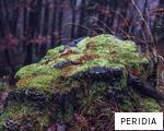 PERIDIA anagram
