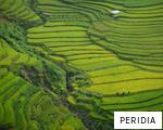 PERIDIA anagram