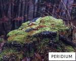 PERIDIUM anagram