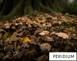 PERIDIUM anagram