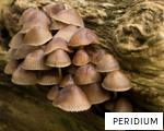 PERIDIUM anagram