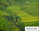 PERIDIUM anagram