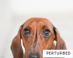 PERTURBED anagram
