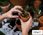 PEWIT anagram