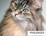 PHALANGER anagram