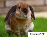 PHALANGER anagram