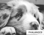 PHALANGER anagram