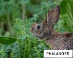 PHALANGER anagram