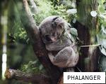 PHALANGER anagram