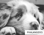 PHALANGERS anagram