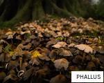 PHALLUS anagram
