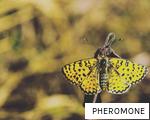 PHEROMONE anagram