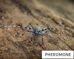 PHEROMONE anagram