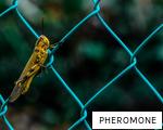 PHEROMONE anagram