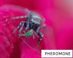 PHEROMONE anagram