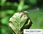 PHLEBOTOMY anagram
