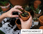 PHYTOCHEMIST anagram