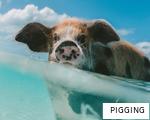PIGGING anagram