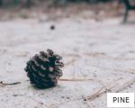 PINE anagram