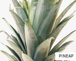 PINEAP anagram