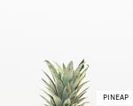 PINEAP anagram