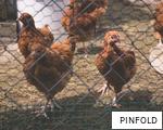 PINFOLD anagram