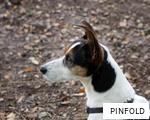 PINFOLD anagram