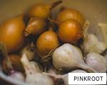 PINKROOT anagram