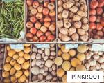 PINKROOT anagram
