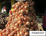 PINKROOT anagram