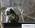 PINNACLES anagram