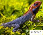PLACOID anagram