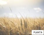 PLANTA anagram