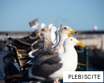 PLEBISCITE anagram