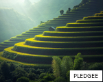 PLEDGEE anagram