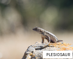 PLESIOSAUR anagram