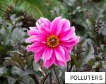 POLLUTERS anagram