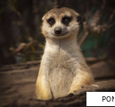POMPOUS anagram