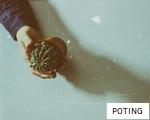 POTING anagram