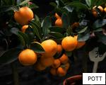 POTT anagram