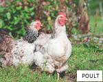 POULT anagram