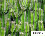 PRICKLY anagram