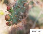 PRICKLY anagram