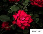 PRICKLY anagram