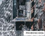 PROBOSCIDEA anagram