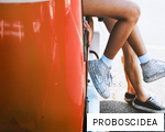 PROBOSCIDEA anagram