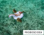 PROBOSCIDEA anagram